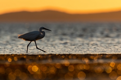 Great Egret