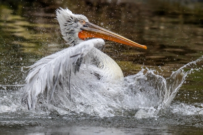 Curly pelican