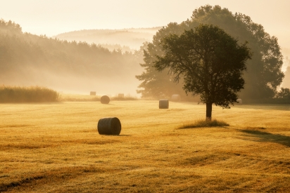 Foggy morning