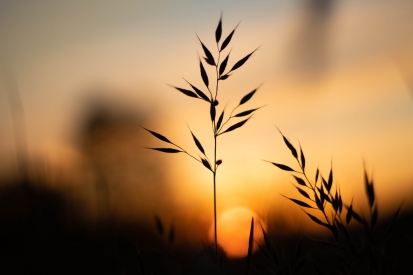 The setting sun over the meadow