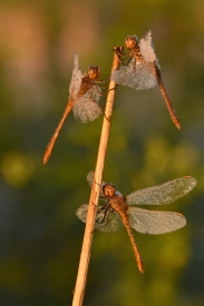 Southern dragonflies