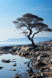 A tree on a rocky shore