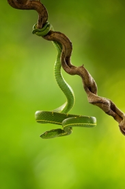 White-tailed Shrub