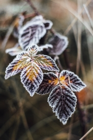 Frozen leaves