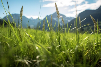 A close up of grass