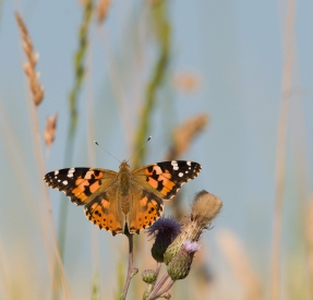 Butterfly on flower