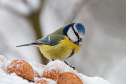 Blue tit