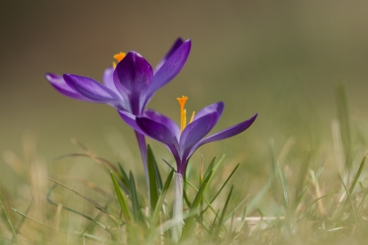 Crocus