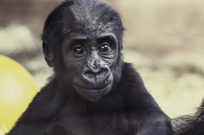 Lowland gorilla cub