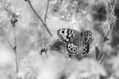 butterfly on meadow