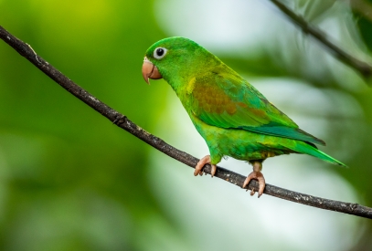 Portrait of a parrot