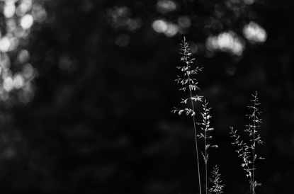 Evening meadow