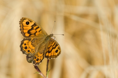 Butterfly on meadow