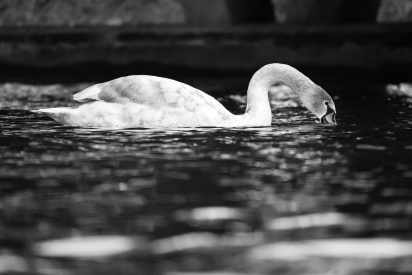 Swan on the lake