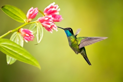 Talamanca Hummingbird