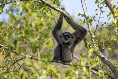 Silver gibbon