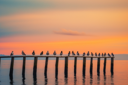 A group of birds on a wooden bridge