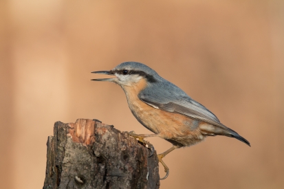 Nuthatch