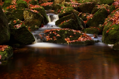 Forest waterfall