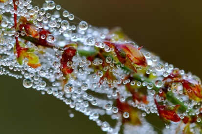 Dew drops in a spider web