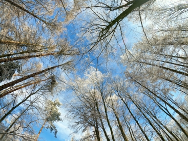 Winter in forest