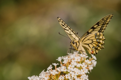 Scarce Swallowtail on a flower