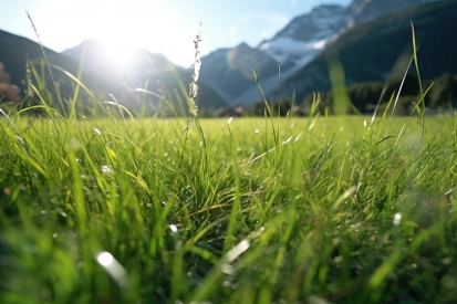 A close up of grass