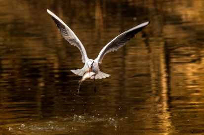 Black-headed Gull