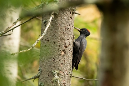 Black woodpecker