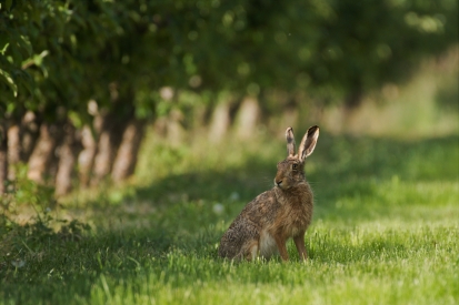 Field hare