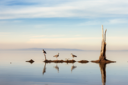 Birds standing on a log in the water