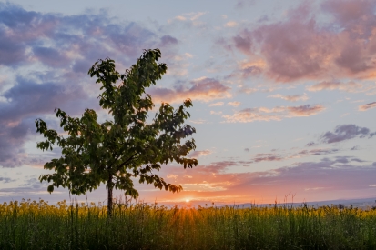 Sunset with tree