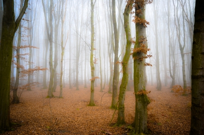 Morning fog in the forest