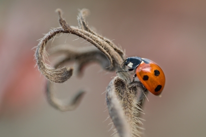 Ladybug