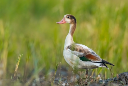 Goose foxes