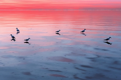 Birds on the water