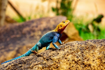 Agama osadní (Agama agama)