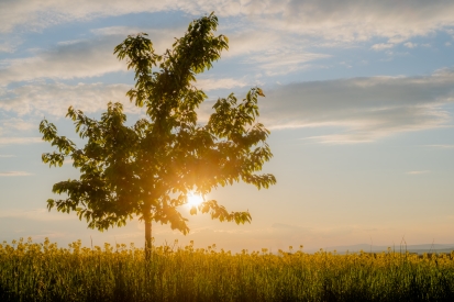 Sunset with tree