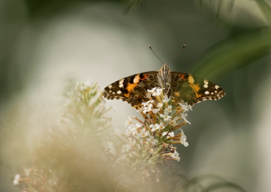 Butterfly on plant