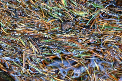 Pine needles on the surface