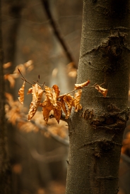 Golden autumn II