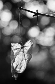 Dry leaf in backlight