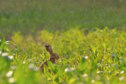 Hare in the rain