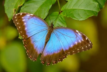 Blue tropical butterfly