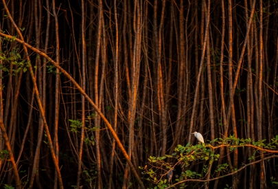 Heron in the coastal vegetation