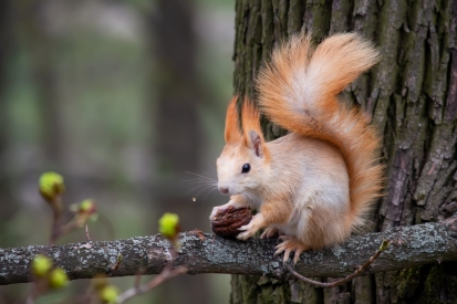 Squirrel with a nut