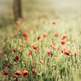 Poppies