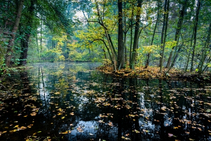 Autumn pond At the stone table