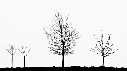 Tree silhouettes