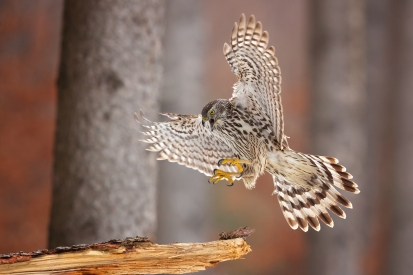 Forest hawk